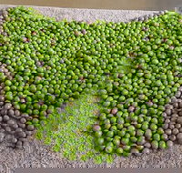 Wattle Hill Olives - Accommodation Gladstone