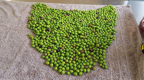 Wattle Hill Olives - Accommodation Gladstone 0