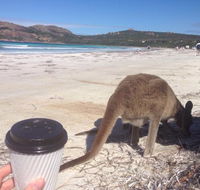 Lucky Bean - Accommodation Gladstone