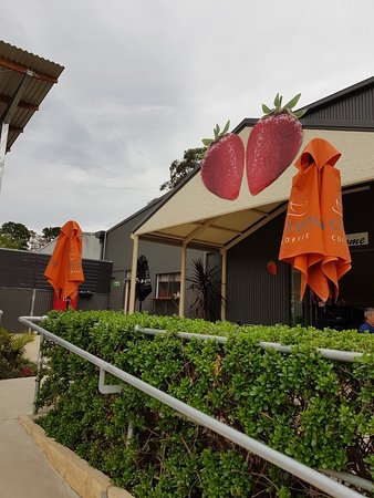 Green Valley Strawberries - Accommodation Gladstone 0