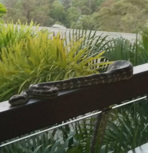 Mercure Mandy's On The Mountain Restaurant - Accommodation Gladstone 1