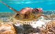 Heron Island Resort - thumb 0