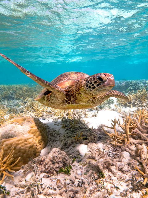 Heron Island Resort - Accommodation Gladstone 0