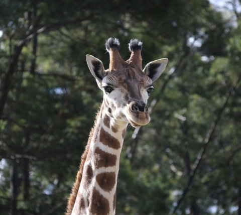 Modern Executive Apt@Barton*1BR*WiFi*Gym*Secure Parking*Canberra - Accommodation Gladstone 29