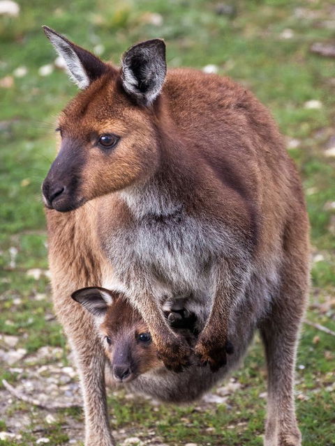 Mercure Kangaroo Island Lodge - Accommodation Gladstone 38