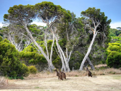 Mercure Kangaroo Island Lodge - Accommodation Gladstone 33