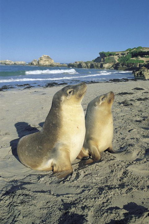 Kangaroo Island Seafront - Accommodation Gladstone 40