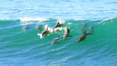 Mollymook Beach Waterfront - Accommodation Gladstone 4