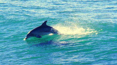 Mollymook Beach Waterfront - Accommodation Gladstone 22