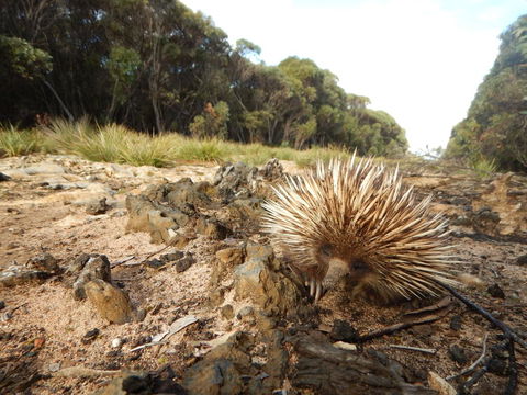 Kangaroo Island Wilderness Retreat - Accommodation Gladstone 20