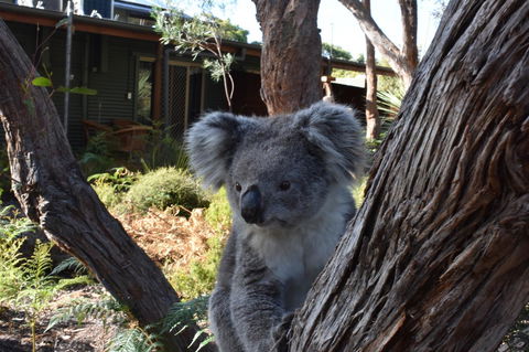 Kangaroo Island Wilderness Retreat - Accommodation Gladstone 6