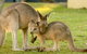 BIG4 Tasman Holiday Parks - Racecourse Beach - thumb 39