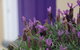 The Purple Door On Seaview - thumb 0