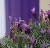 The Purple Door on Seaview - Accommodation Gladstone