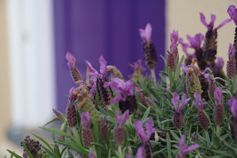 The Purple Door On Seaview - Accommodation Gladstone 0