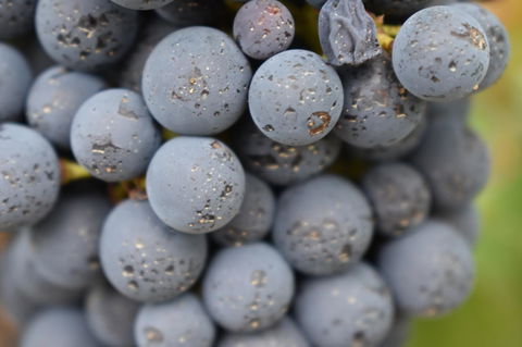 A Coonawarra Experience - Accommodation Gladstone 23