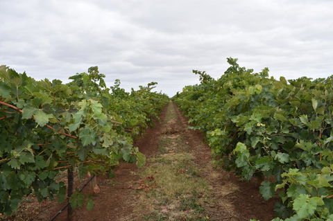 A Coonawarra Experience - Accommodation Gladstone 25