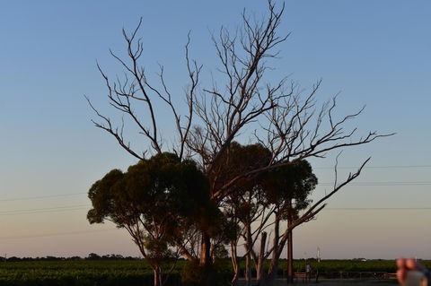 A Coonawarra Experience - Accommodation Gladstone 24