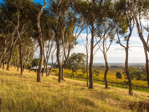 Shadow Creek McLaren Vale - Accommodation Gladstone 5
