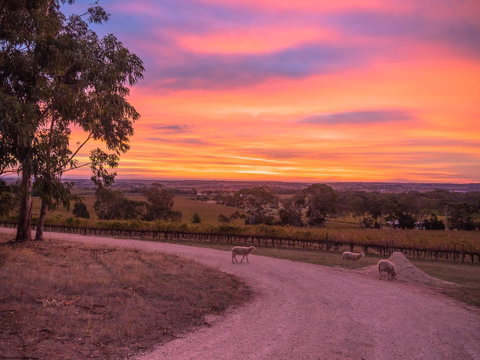 Shadow Creek McLaren Vale - Accommodation Gladstone 24