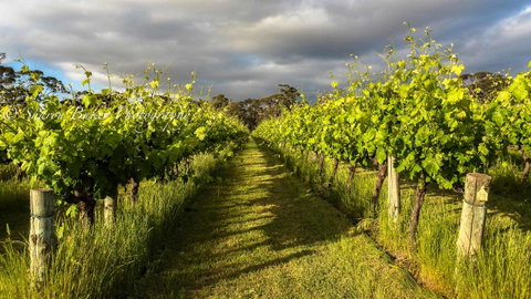 Shadow Creek McLaren Vale - Accommodation Gladstone 20