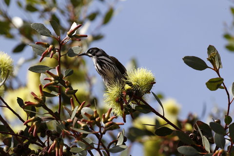 Cape Jervis Holiday Units - Accommodation Gladstone 9