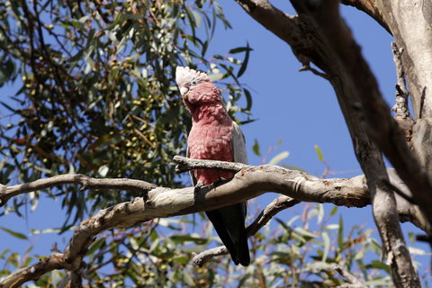 Cape Jervis Holiday Units - Accommodation Gladstone 5