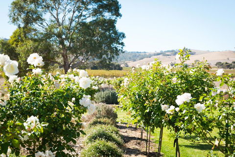 Barossa Vineyard Cottages - Accommodation Gladstone 1
