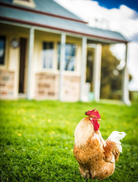 Barossa Vineyard Cottages - Accommodation Gladstone 39