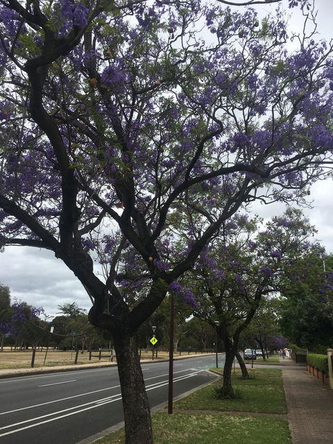 Adelaide Style Accommodation-Close To City-North Adelaide-3 Bdrm- FREE Parking - Accommodation Gladstone 34