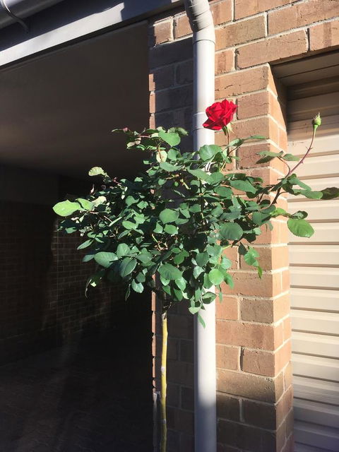 Adelaide Style Accommodation-Close To City-North Adelaide-3 Bdrm- FREE Parking - Accommodation Gladstone 21