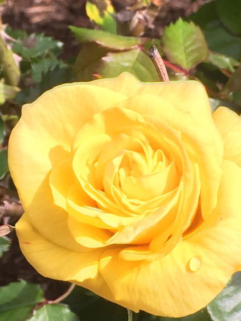 Wine And Roses Bed And Breakfast - Accommodation Gladstone 41
