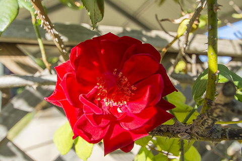 Stoneleigh Cottage Bed And Breakfast - Accommodation Gladstone 16