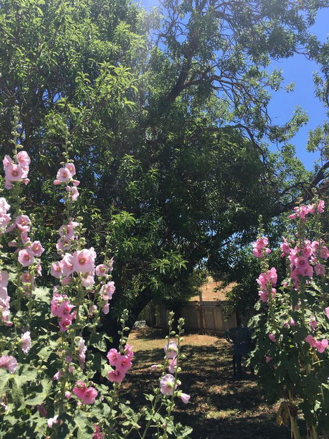 Amy\'s House Bed & Breakfast - Accommodation Gladstone 37