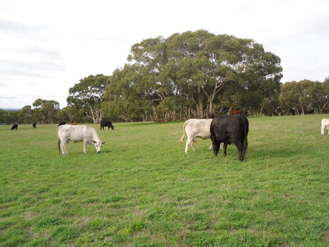 Wenton Farm Holiday Cottages - Accommodation Gladstone 17