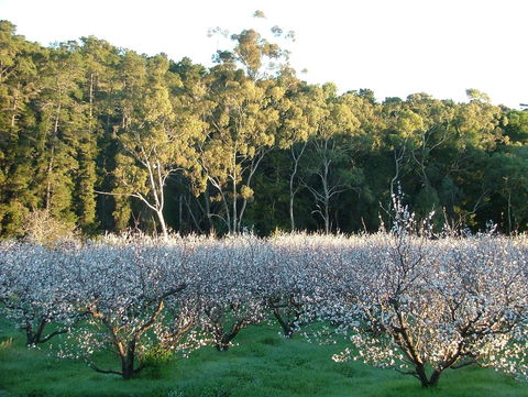 Taralee Orchards - Accommodation Gladstone 5