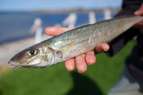 Modra\'s Apartments - Accommodation Gladstone 18