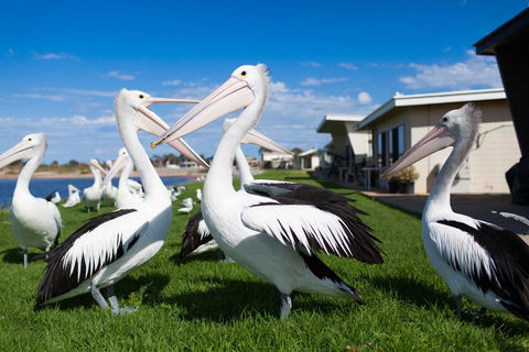 Modra\'s Apartments - Accommodation Gladstone 13