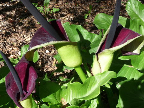 Country Bakehouse Accommodation - Accommodation Gladstone 19