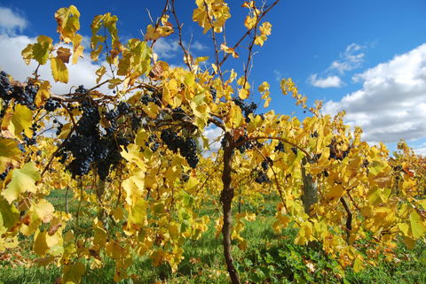Novotel Barossa Valley Resort - Accommodation Gladstone 10