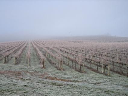 Vineyard Cottage BnB - Accommodation Gladstone 12