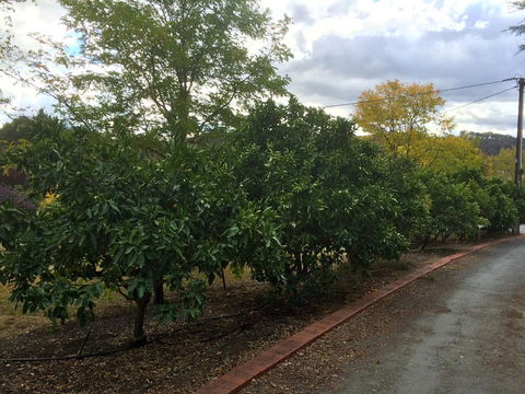 Vineyard Cottage BnB - Accommodation Gladstone 11