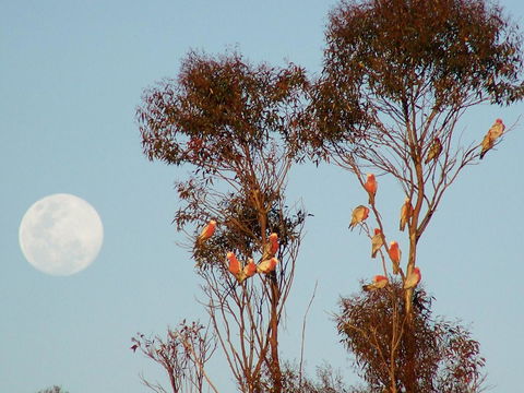 Burra Motor Inn - Accommodation Gladstone 28