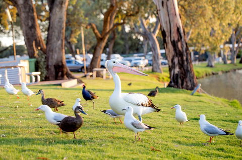 BIG4 Renmark Riverfront Holiday Park - Accommodation Gladstone 9