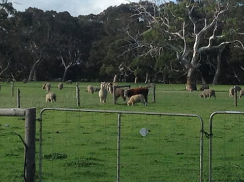 Breakaway Farmstay - Accommodation Gladstone 6
