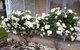 Railway Cottage In Beachport - thumb 12