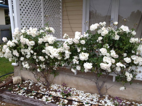 Railway Cottage In Beachport - Accommodation Gladstone 12