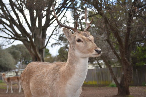Deer Park Motor Inn Armidale - Accommodation Gladstone 22