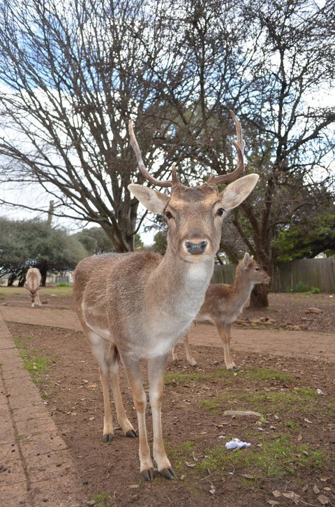 Deer Park Motor Inn Armidale - Accommodation Gladstone 23
