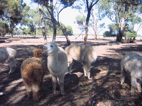 Linger Longer Vineyard - Accommodation Gladstone 20